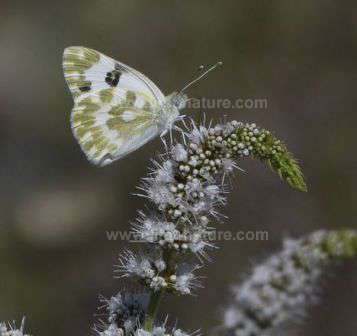 Bath White Butterfly
